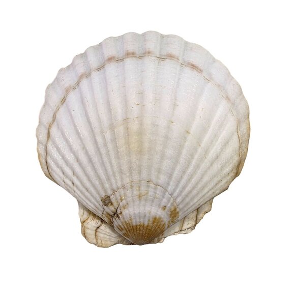 Set Of 7 White Scallop Seashells For Crafting Decor Or Beach-Themed Projects - Picture 5 of 16